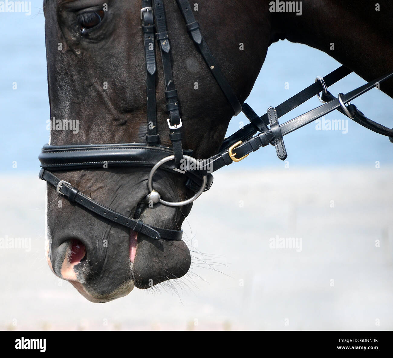 Braune Pferd mit wenig im Mund auf neutralem Hintergrund. Stockfoto