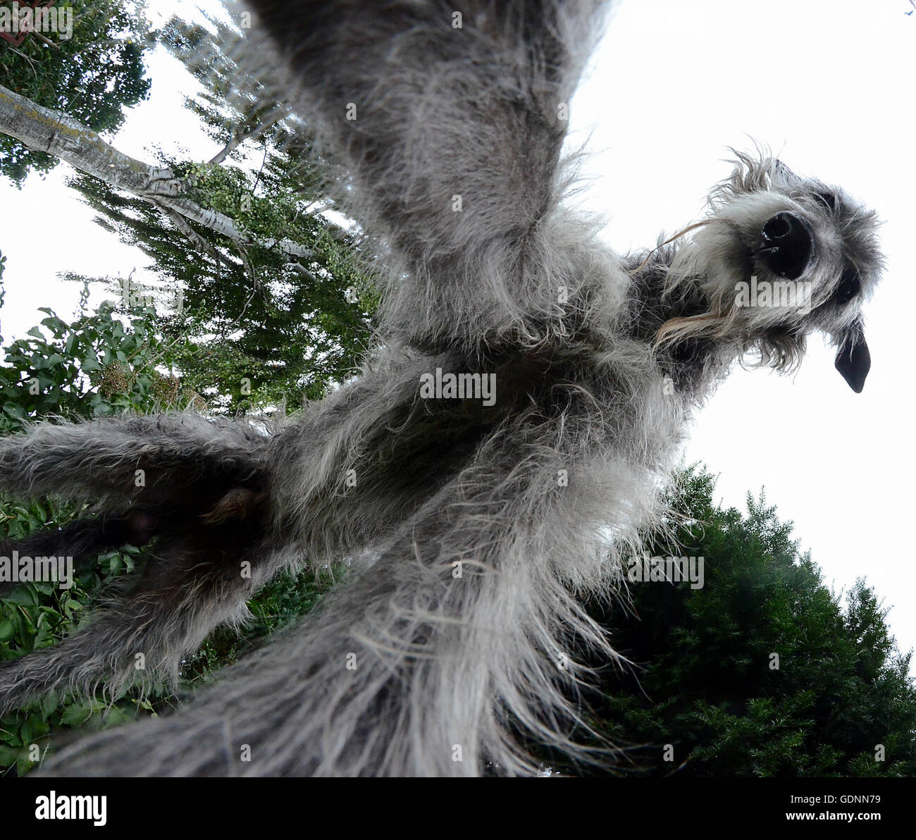 Scottish Deerhound mit Weitwinkel-Objektiv von unten gesehen. Stockfoto