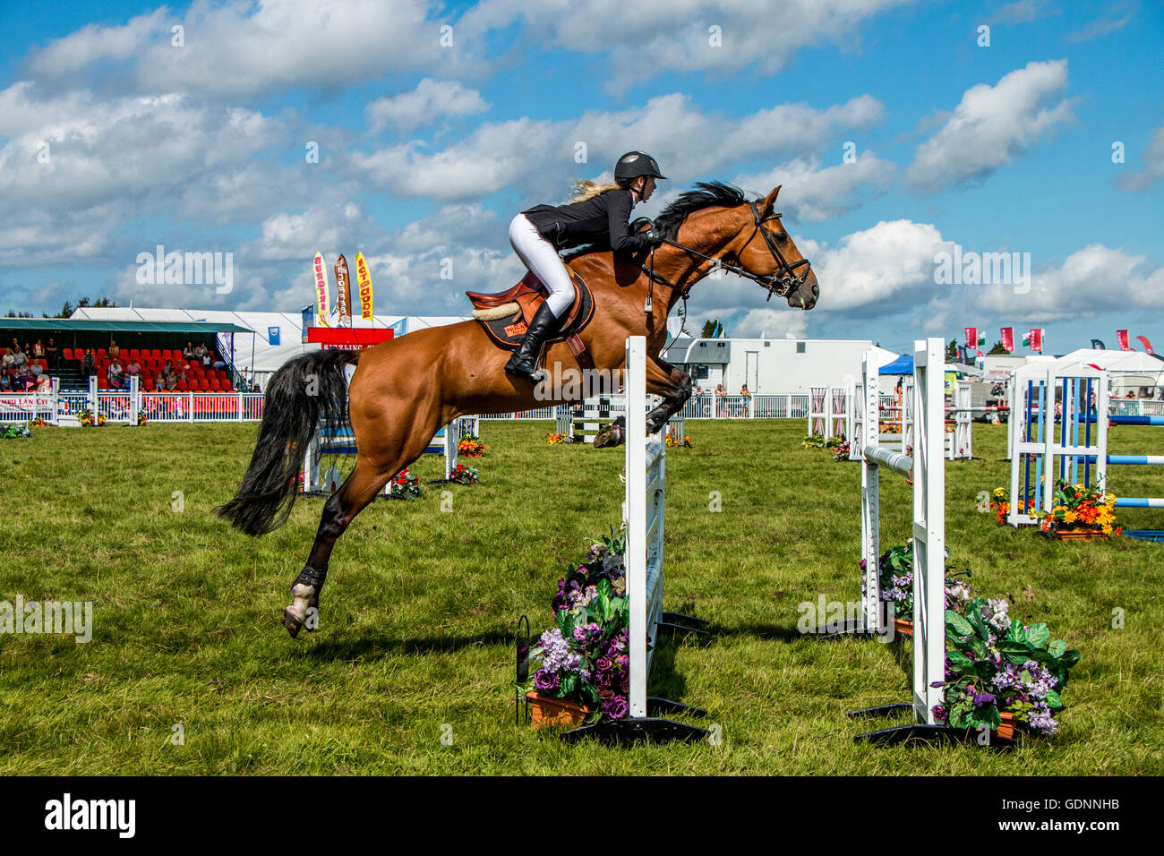 Springreiten Stockfoto