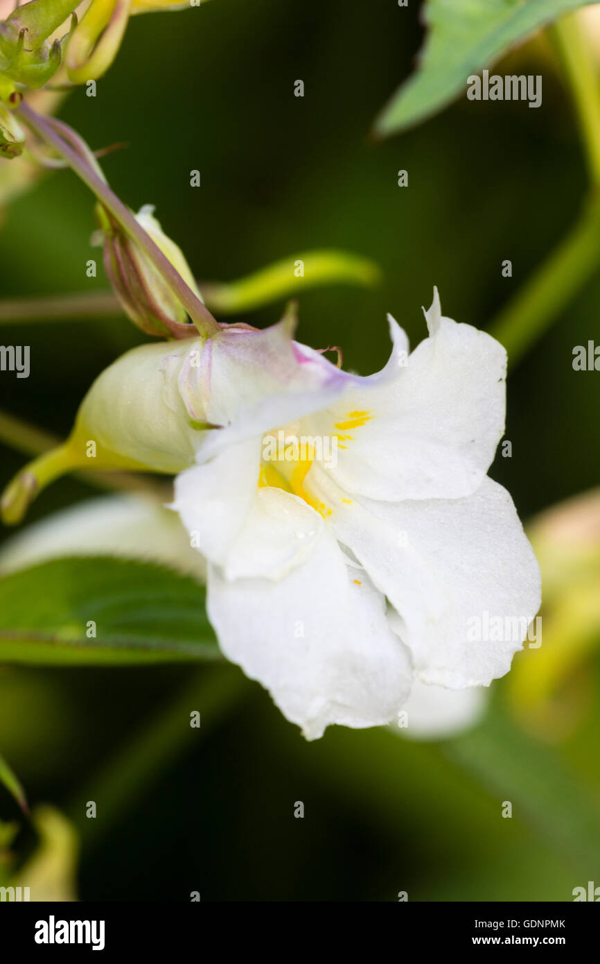 Rosa gefärbten Blüten das Drüsige Springkraut, Impatiens Mischpflanzungen 'Alba' Stockfoto