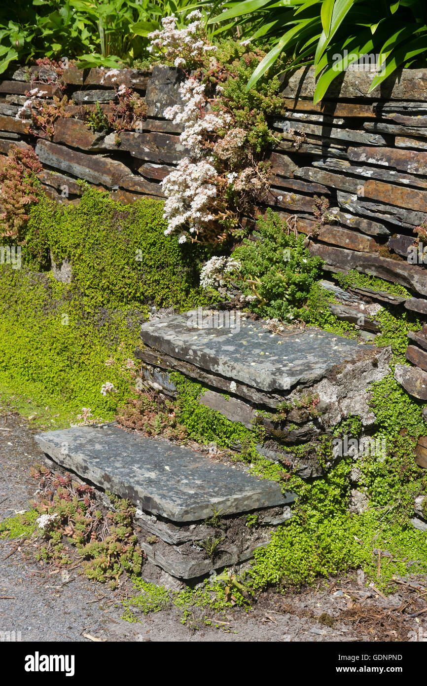 Alte steinerne Stufen hinauf auf eine Stützmauer Trockenmauern. Sedum Album und (Helxine) Soleirolia Soleirolii Wurzel in den Ritzen Stockfoto