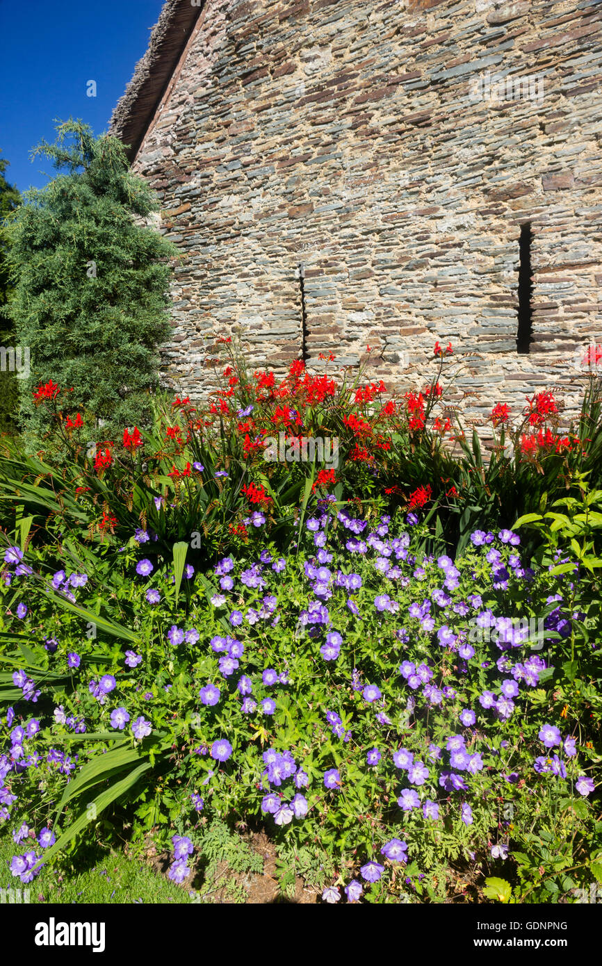 Rote Crocosmia "Lucifer" und blaue Geranium 'Rozanne' vor der Wand der strohgedeckten Scheune am Haus Garten Stockfoto