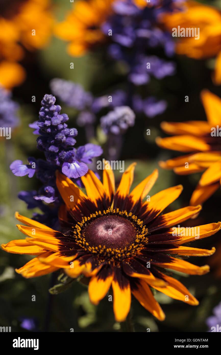 Gloriosa Daisy Black-Eyed Susan Blume blüht neben einem lila Salvia Blüten in einem botanischen Garten Stockfoto