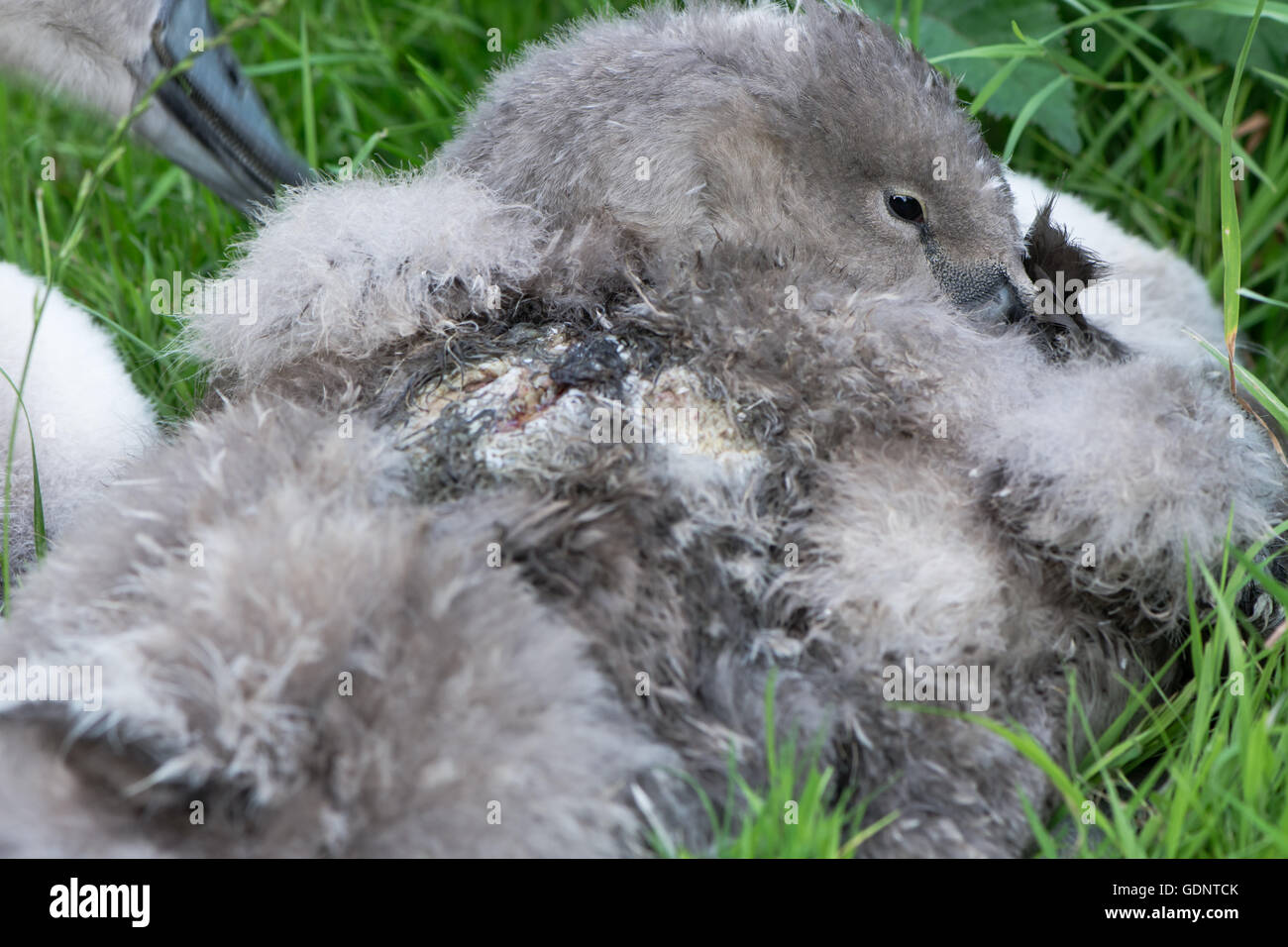 Verletzten Höckerschwan (Cygnus Olor) Cygnet mit Wunde. Graue Küken sitzt mit offenen Wunde am Rücken, wahrscheinlich das Ergebnis einer Hund-Attacke Stockfoto