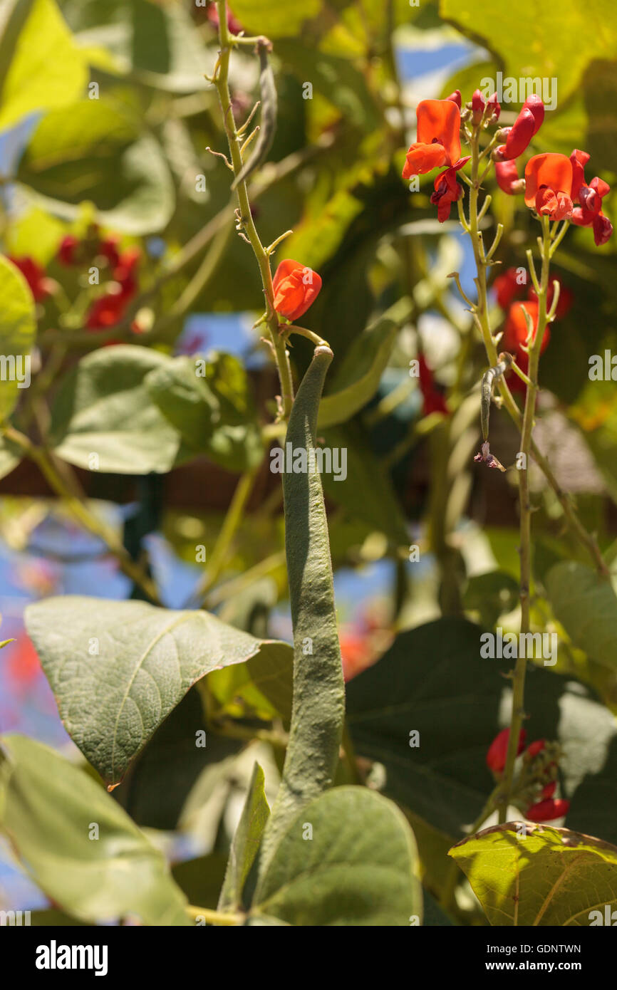 Scarlet Runner Pfostenbohnen wächst auf einem Weinstock in einen Bio-Garten im Frühling in Süd-Kalifornien. Stockfoto