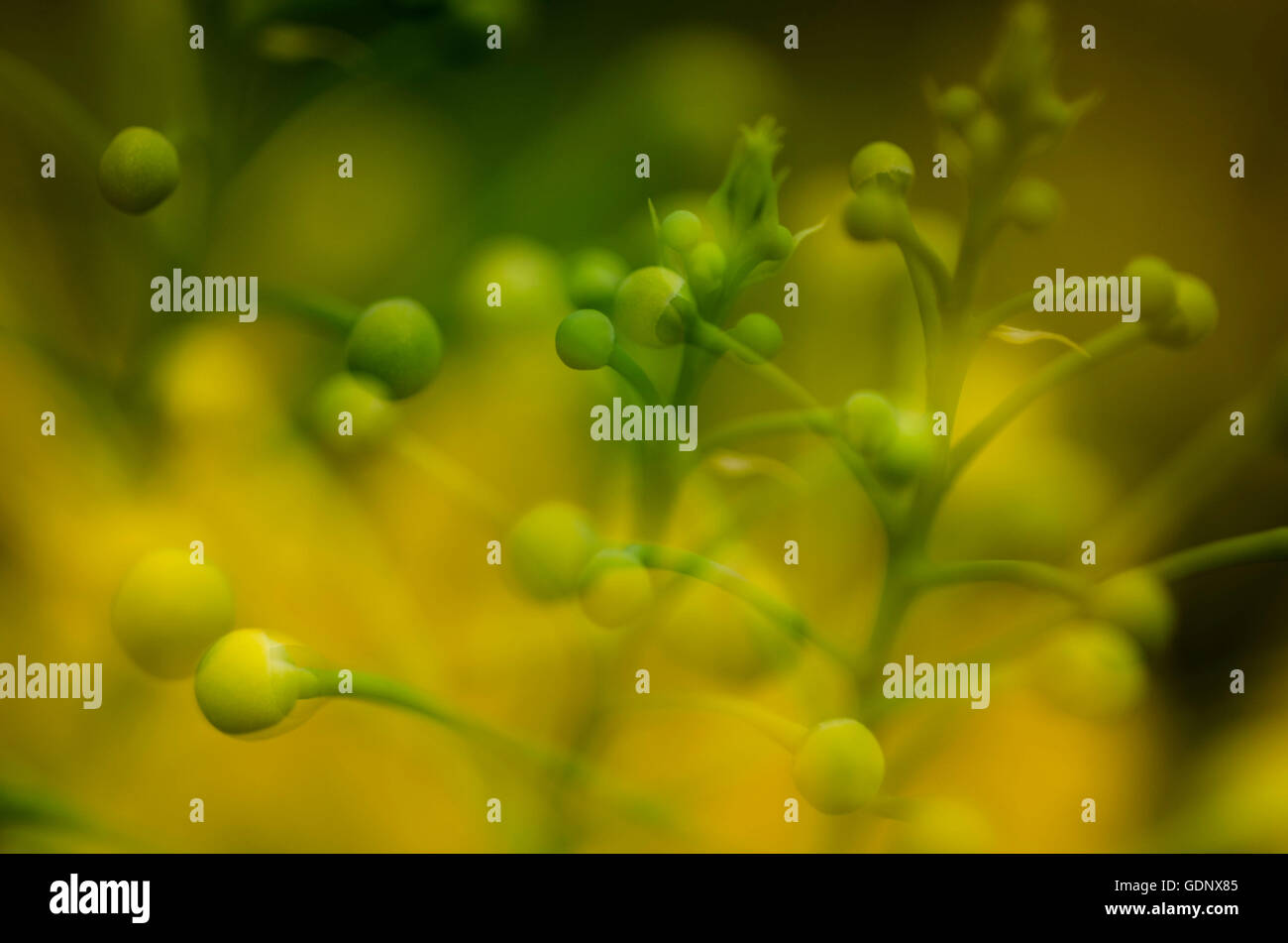 gelbe und rote Knospen zusammen mit Blumen in abstrakter form Stockfoto