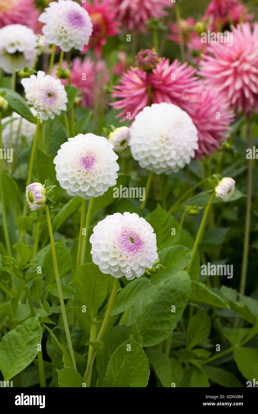 Dahlie 'Josie Gott' Blumen. Stockfoto