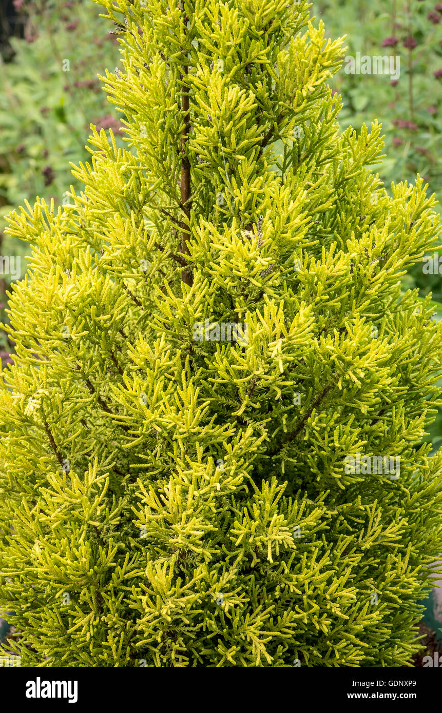 Schönes Laub von Cupressus Macrocarpa "Goldcrest" Monterey-Zypresse Stockfoto
