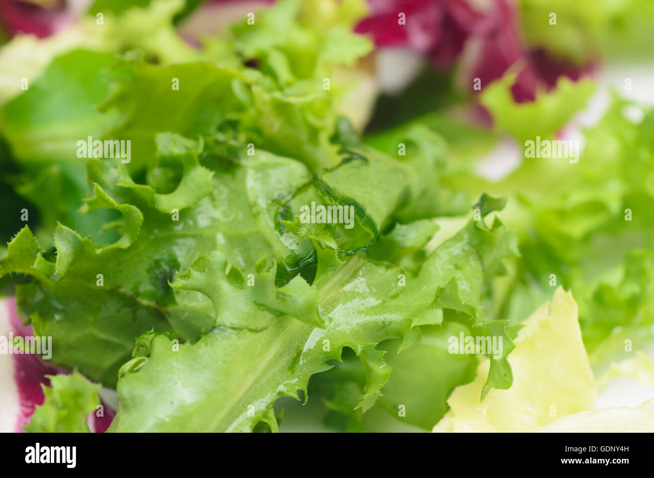 Closeup, gemischter Salat auf Teller Stockfoto