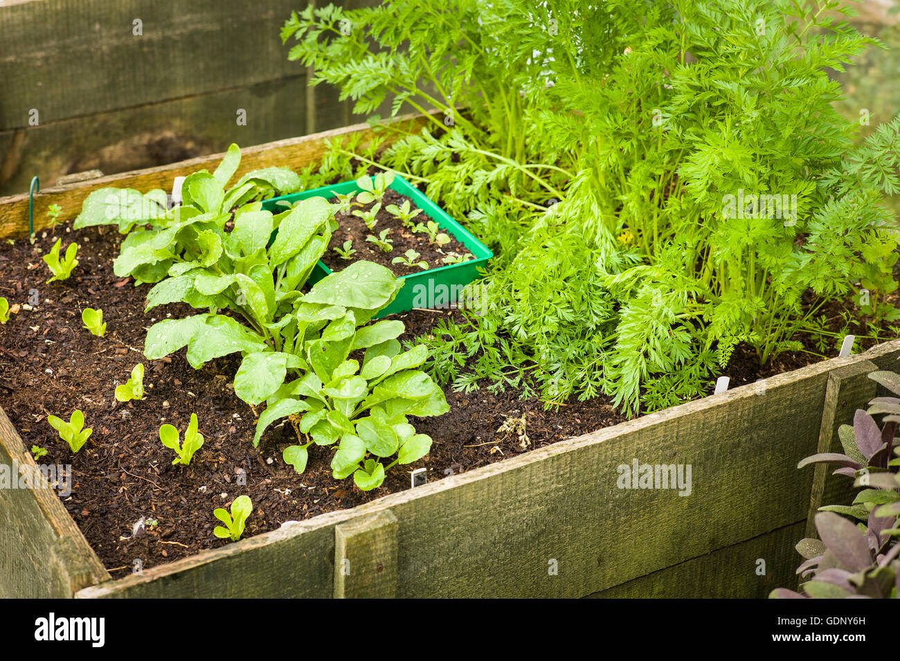 Erhöhten hölzernen Pflanzer mit wachsenden Salat Gemüse gefüllt Stockfoto
