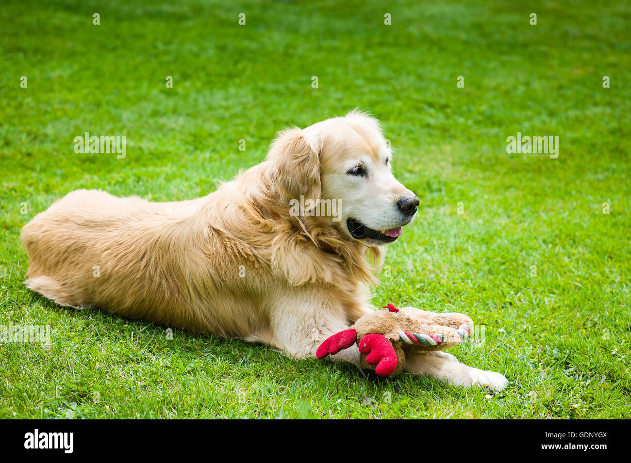 Golden Retriever Hund auf Rasen ruht mit seinem Stofftier Stockfoto
