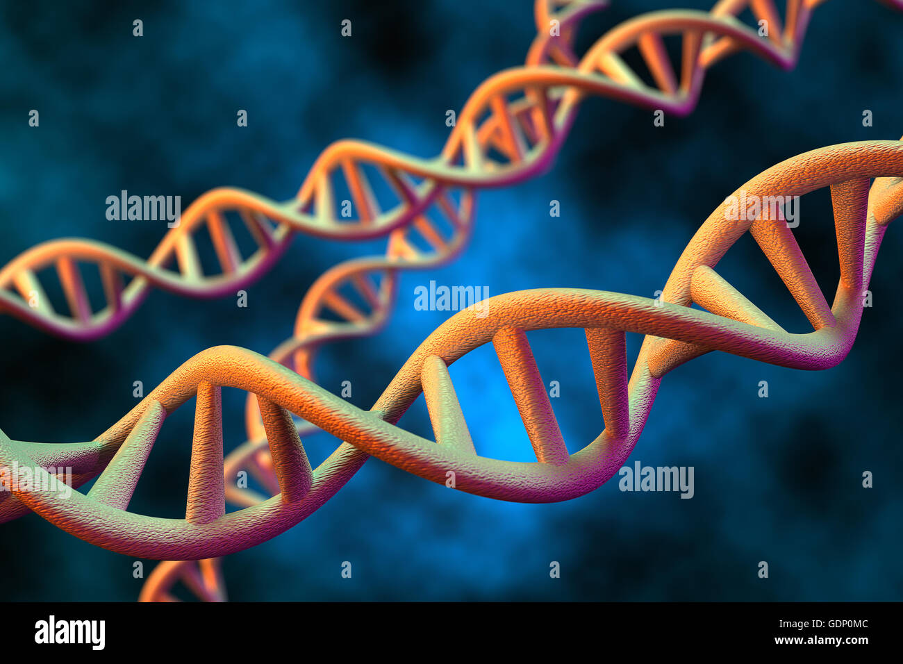 3D-Rendering des DNA-Moleküls des Menschen. Stockfoto