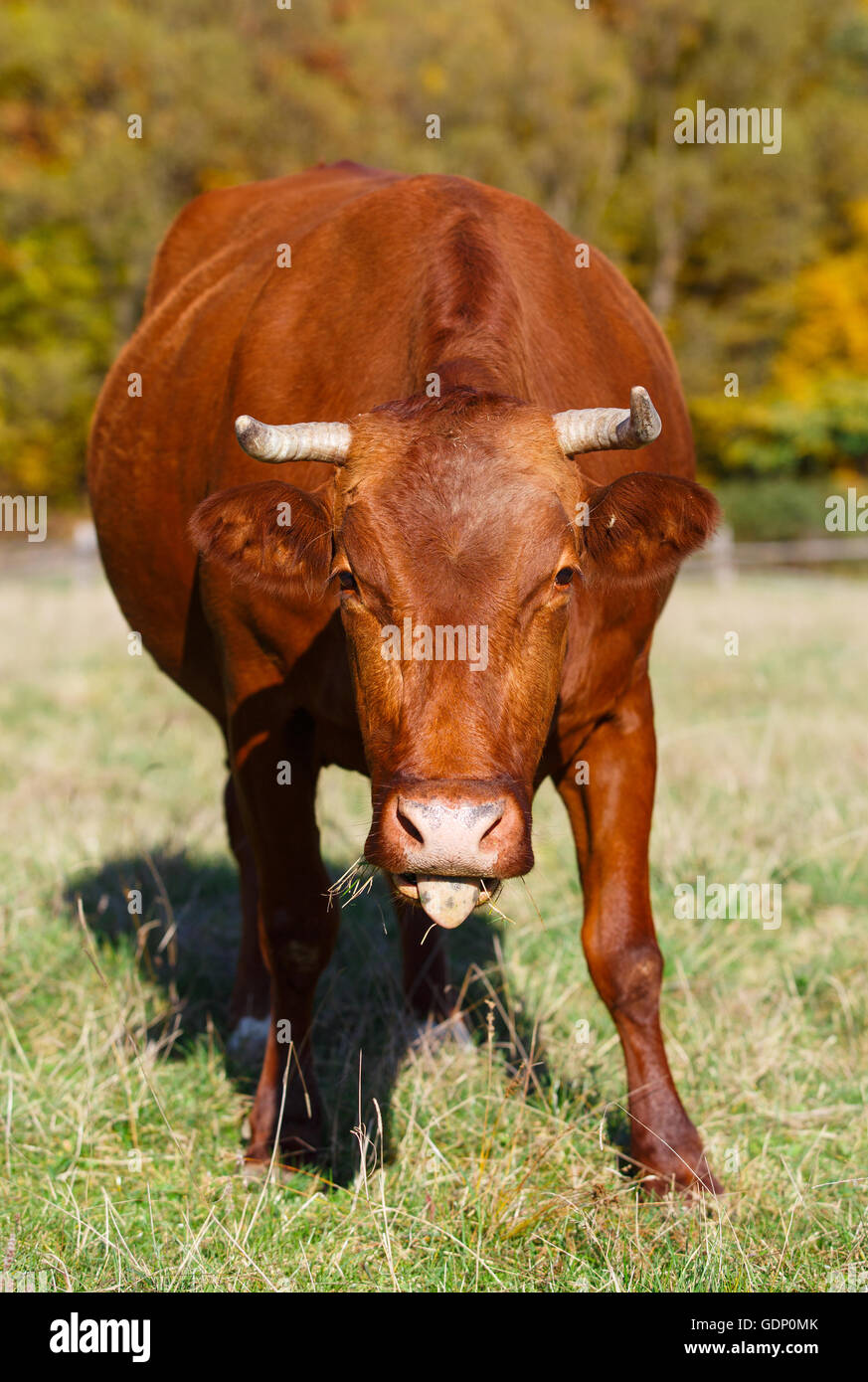 Einzelnen Kuh weidet im Feld. Lodernde orange Ahornbaum unterstreicht grüne Weide. Stockfoto