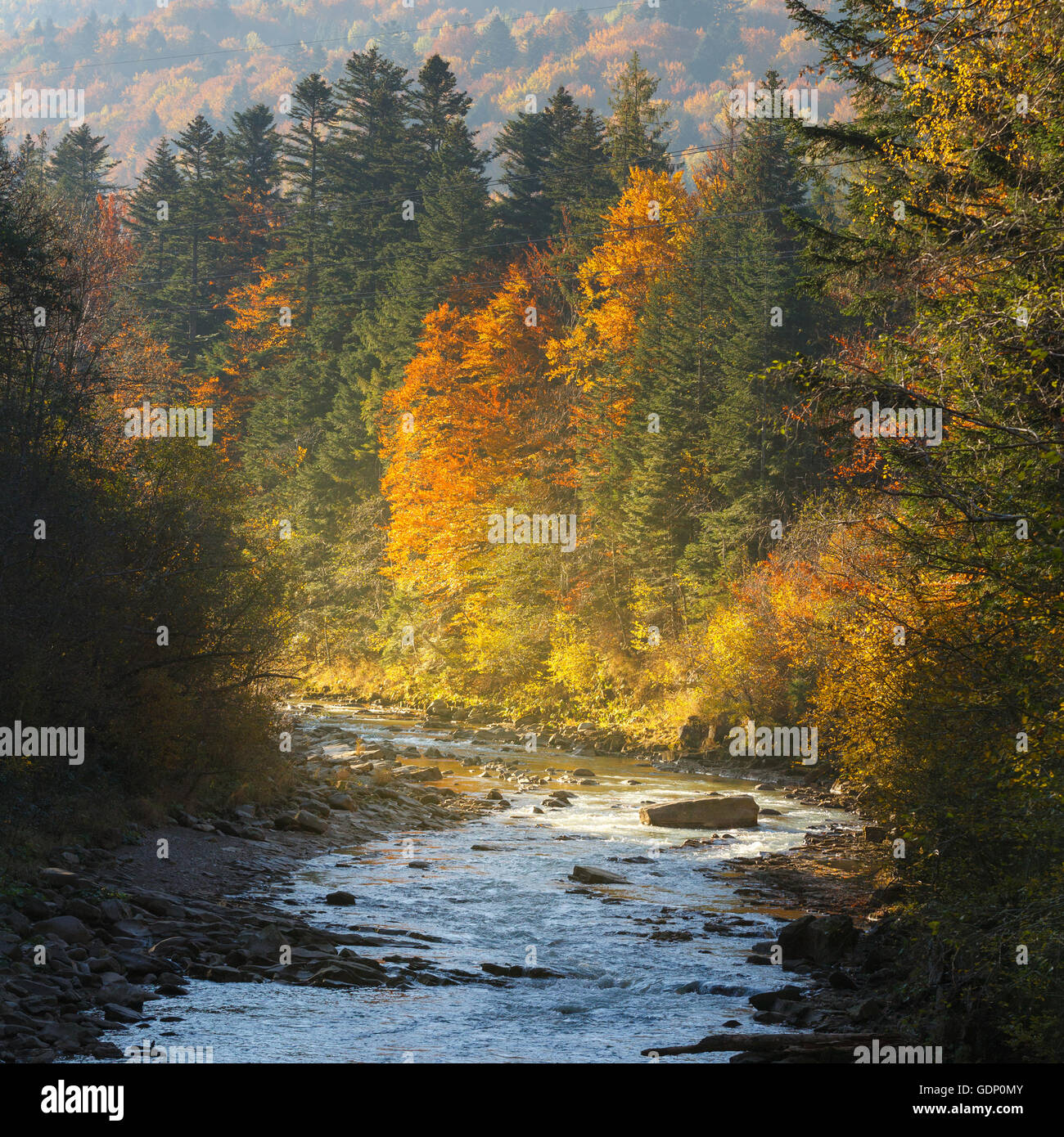 Landschaft-Bergfluss im herbstlichen Wald bei Sonneneinstrahlung. Stockfoto