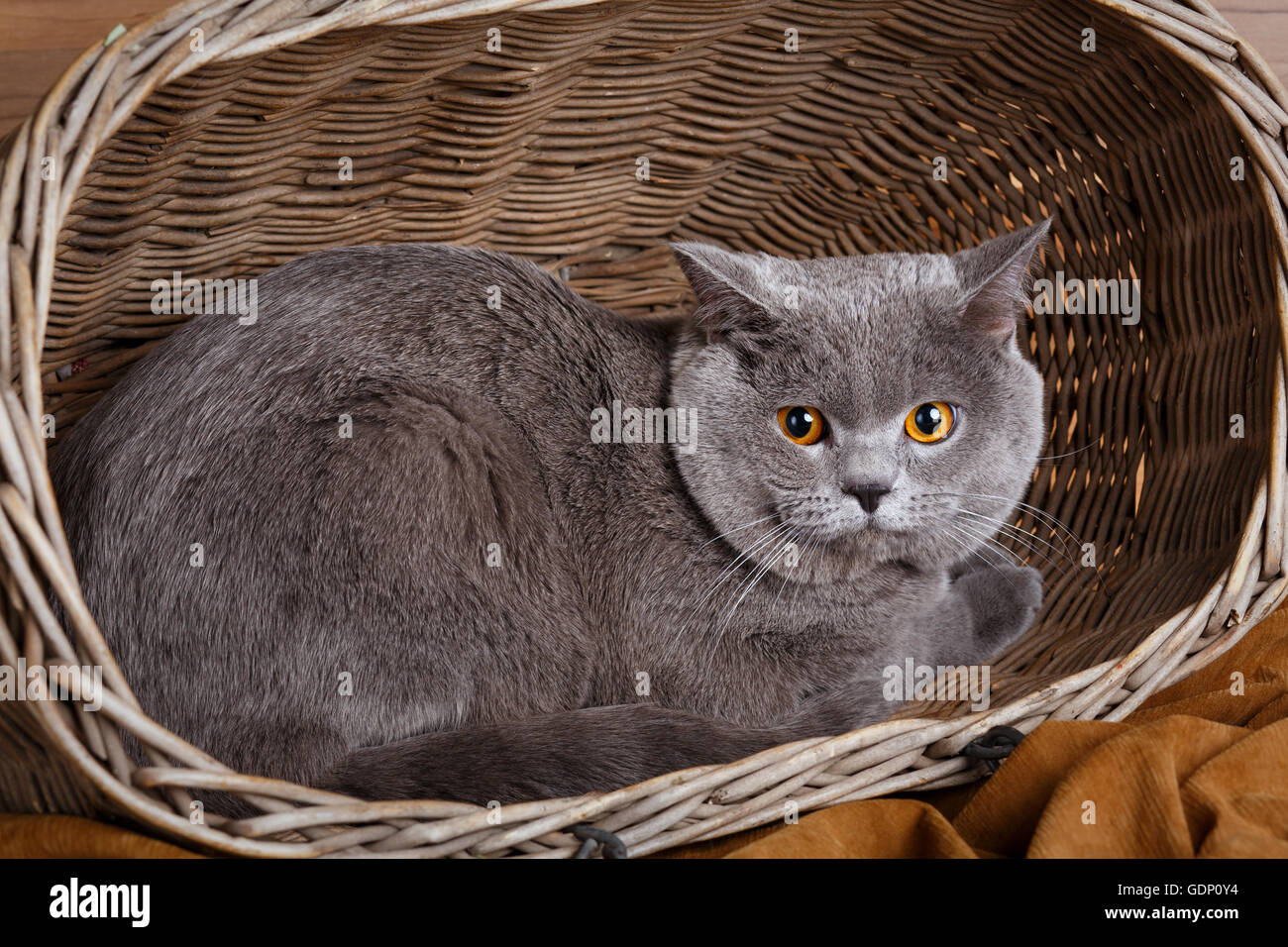 Britisch Kurzhaar Katze auf einem hölzernen Korb Stockfoto