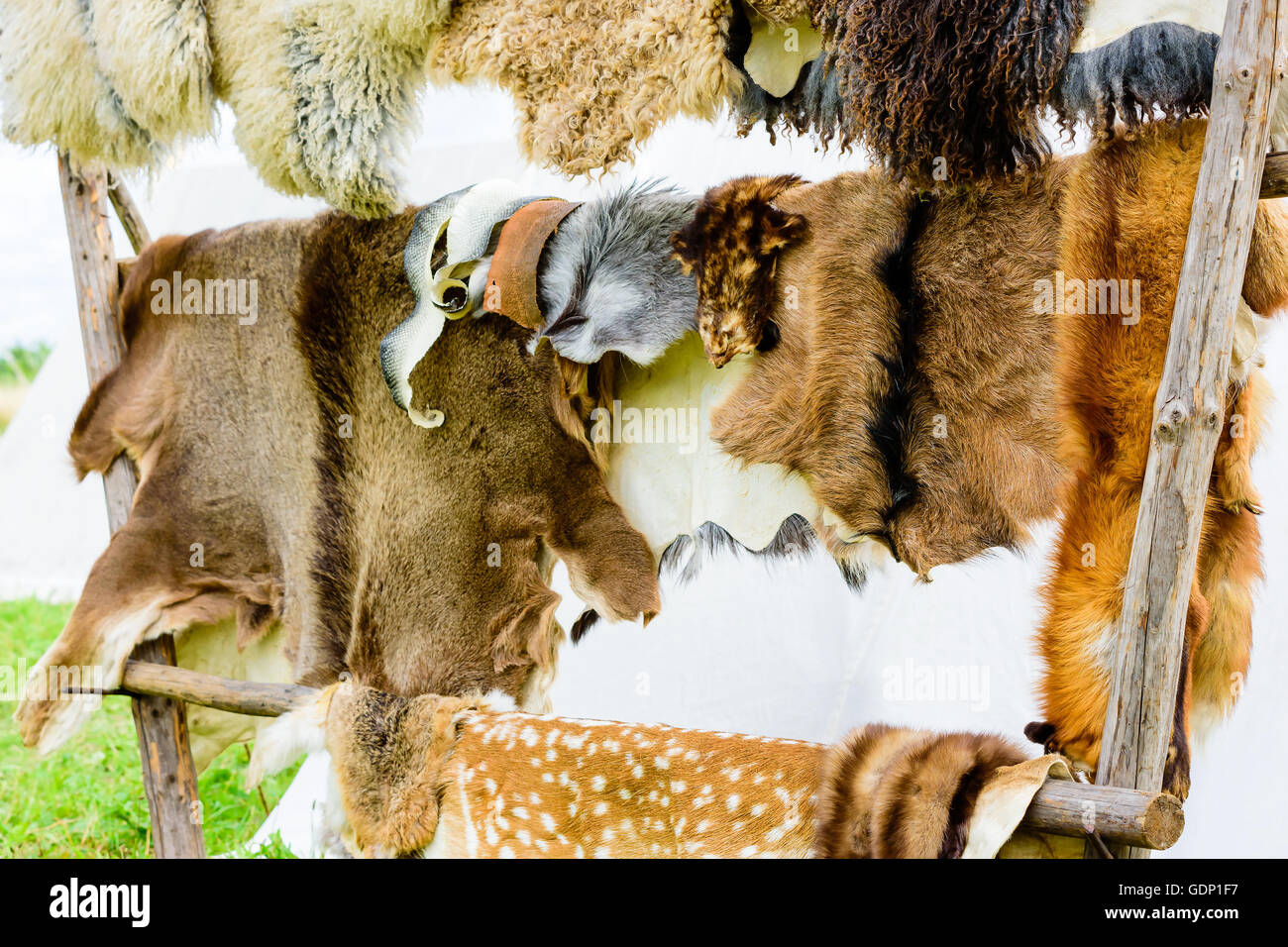 Sammlung von Tier Felle hängen im freien Holzgestell mit weißen Zelt im Hintergrund. Stockfoto