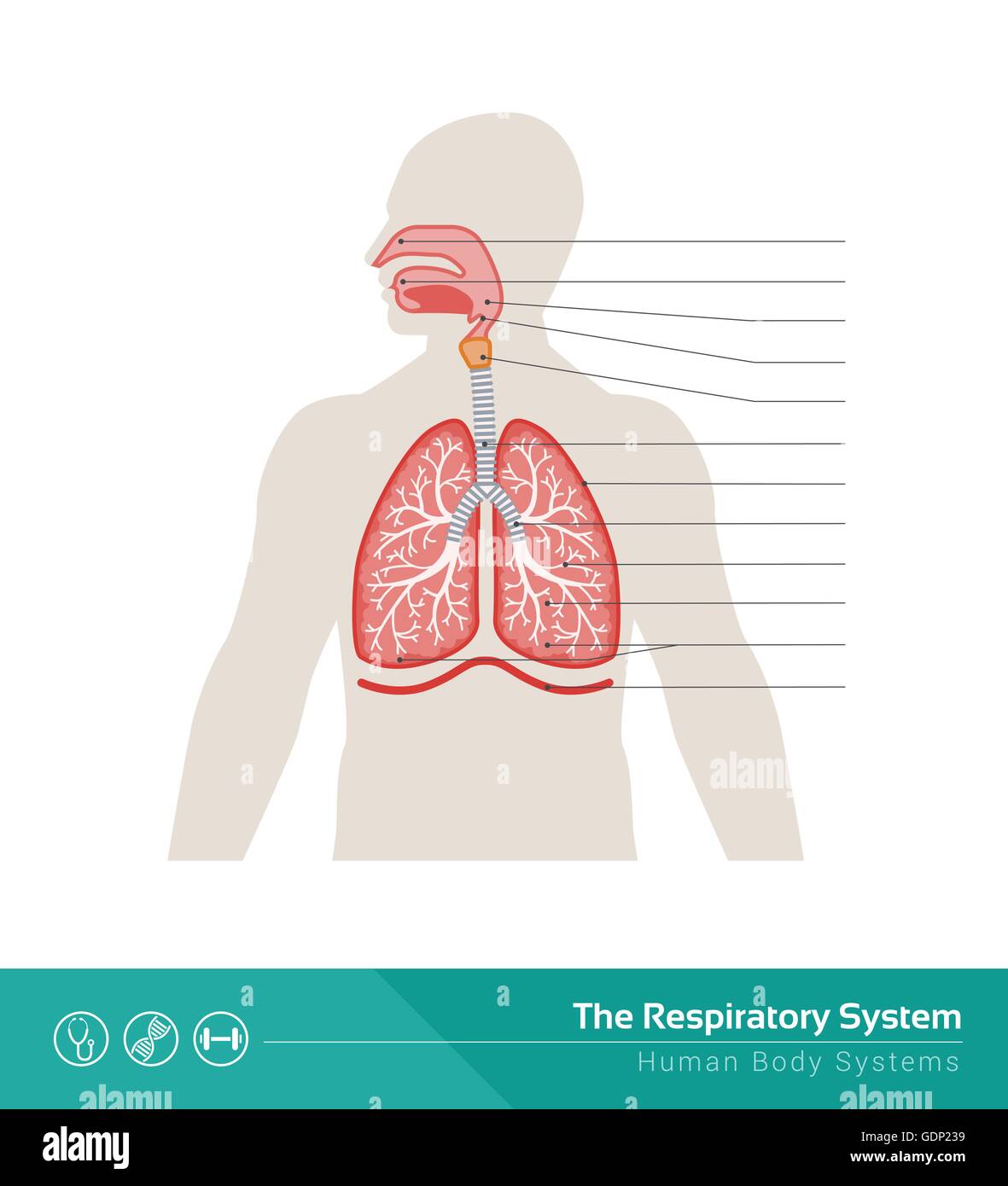 Die menschlichen Atemwege medizinische Illustration mit inneren Organen Stock Vektor
