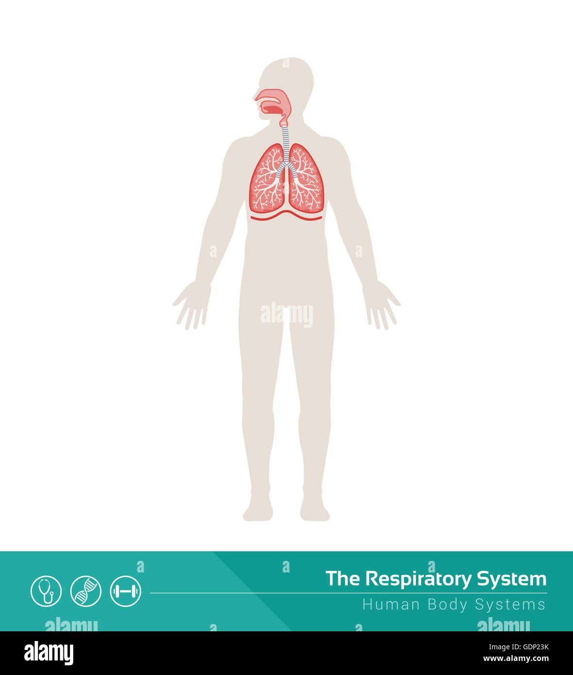 Die menschlichen Atemwege medizinische Illustration mit inneren Organen Stock Vektor