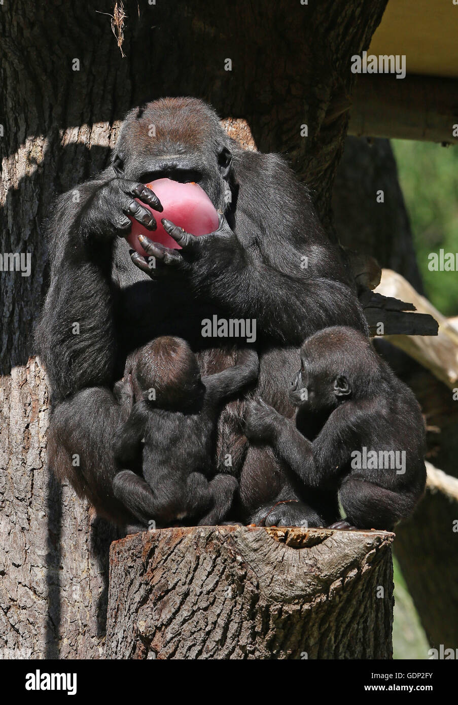 Westlicher Flachlandgorilla Mjukuu mit ihren Babys Alika, 19 Monate, (rechts) und Gernot, isst 8 Monate (links), einen Obst-Tee-Eis-Block mit Haselnüssen im Londoner Zoo, Cool, zu helfen, als Großbritanniens Mini-Hitzewelle wird sich weiterhin mit einem Tag der tropischen Temperaturen vor eine Nacht der sintflutartigen Gewitter erwartet, fast einen Monat lang Regen zu bringen. Stockfoto