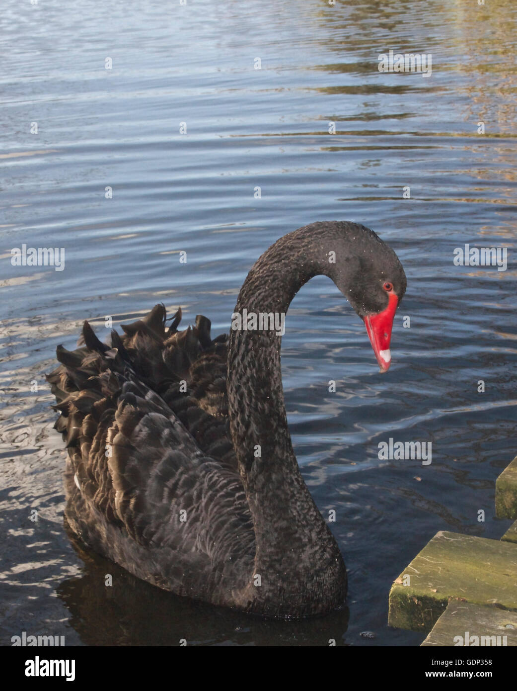 Schwarzer Schwan im Teich Stockfoto