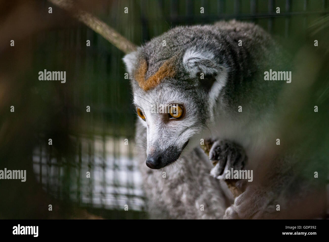 Gekrönte Lemur Stockfoto