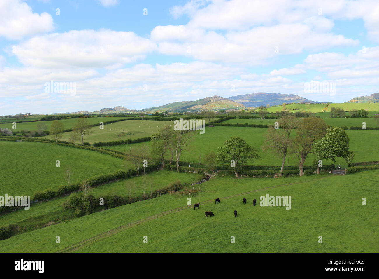 Irische Natur, Irish Village, Kühe, Blick auf die Berge Stockfoto