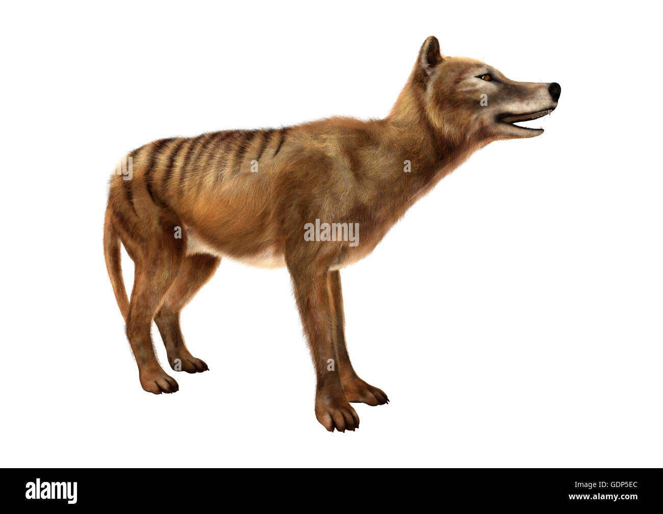 3D-Rendering einer starb Tier Beutelwolf isoliert auf weißem Hintergrund Stockfoto