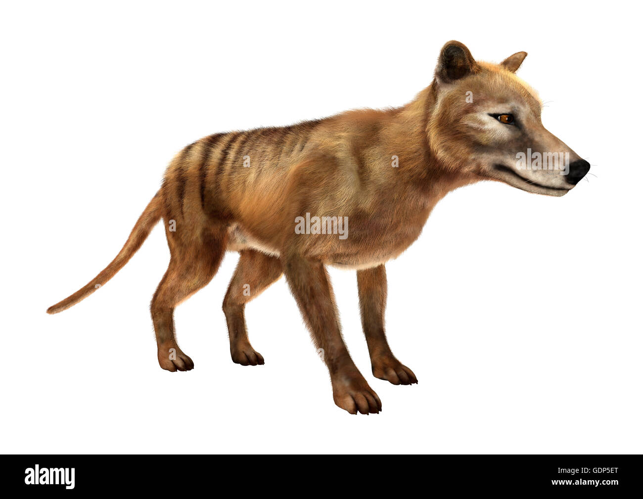 3D-Rendering einer starb Tier Beutelwolf isoliert auf weißem Hintergrund Stockfoto