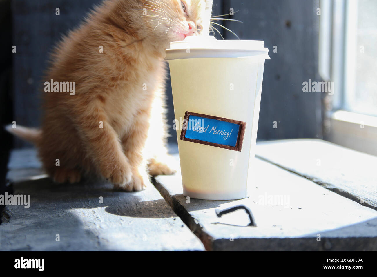 Guten Morgen Kaffee Tasse und Ingwer Kätzchen Stockfoto