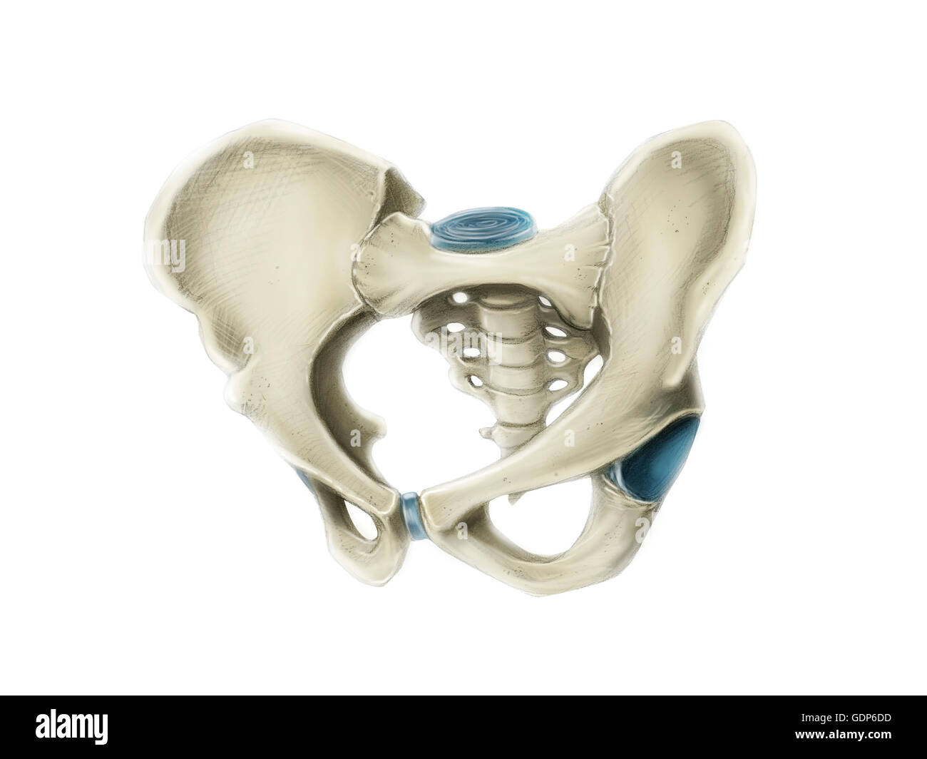 Ansicht von ventral des menschlichen Beckens. Stockfoto