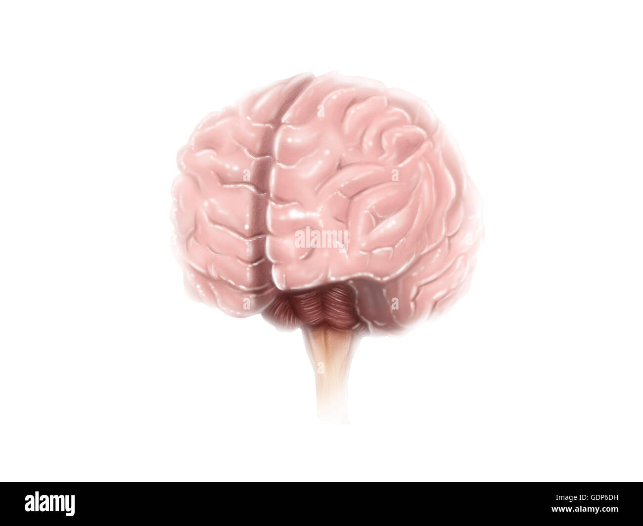 Anatomie des Gehirns Oberfläche. Stockfoto