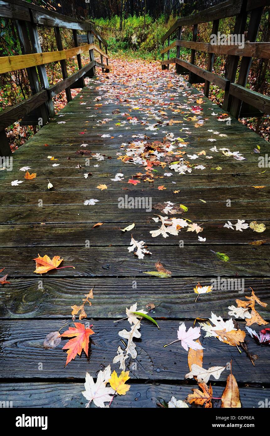 Bunte Ahornblätter gefallenen auf eine hölzerne Fußgängerbrücke im Herbst Stockfoto