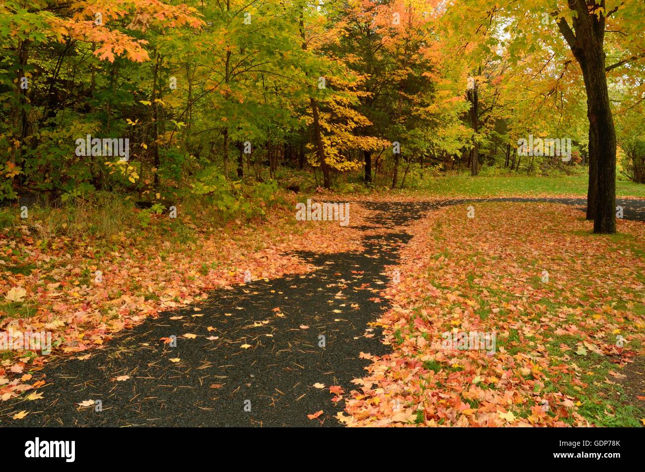 Bunte Ahornblätter gefallenen auf gepflasterten Weg im Herbst Stockfoto