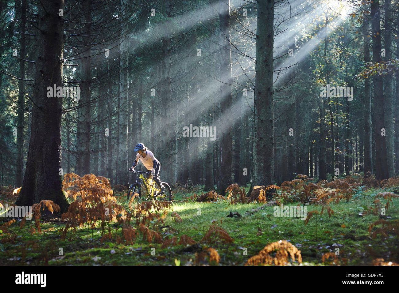 Weibliche Mountainbiker Radfahren durch Sonnenstrahlen im Forest of Dean, Bristol, UK Stockfoto