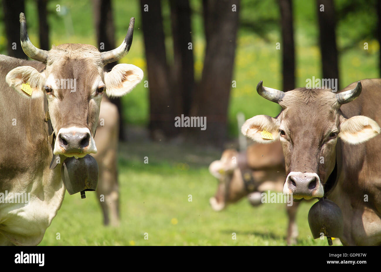 Kühe tragen Kuhglocken Blick auf Kamera, Schweizer Alpen, Schweiz Stockfoto