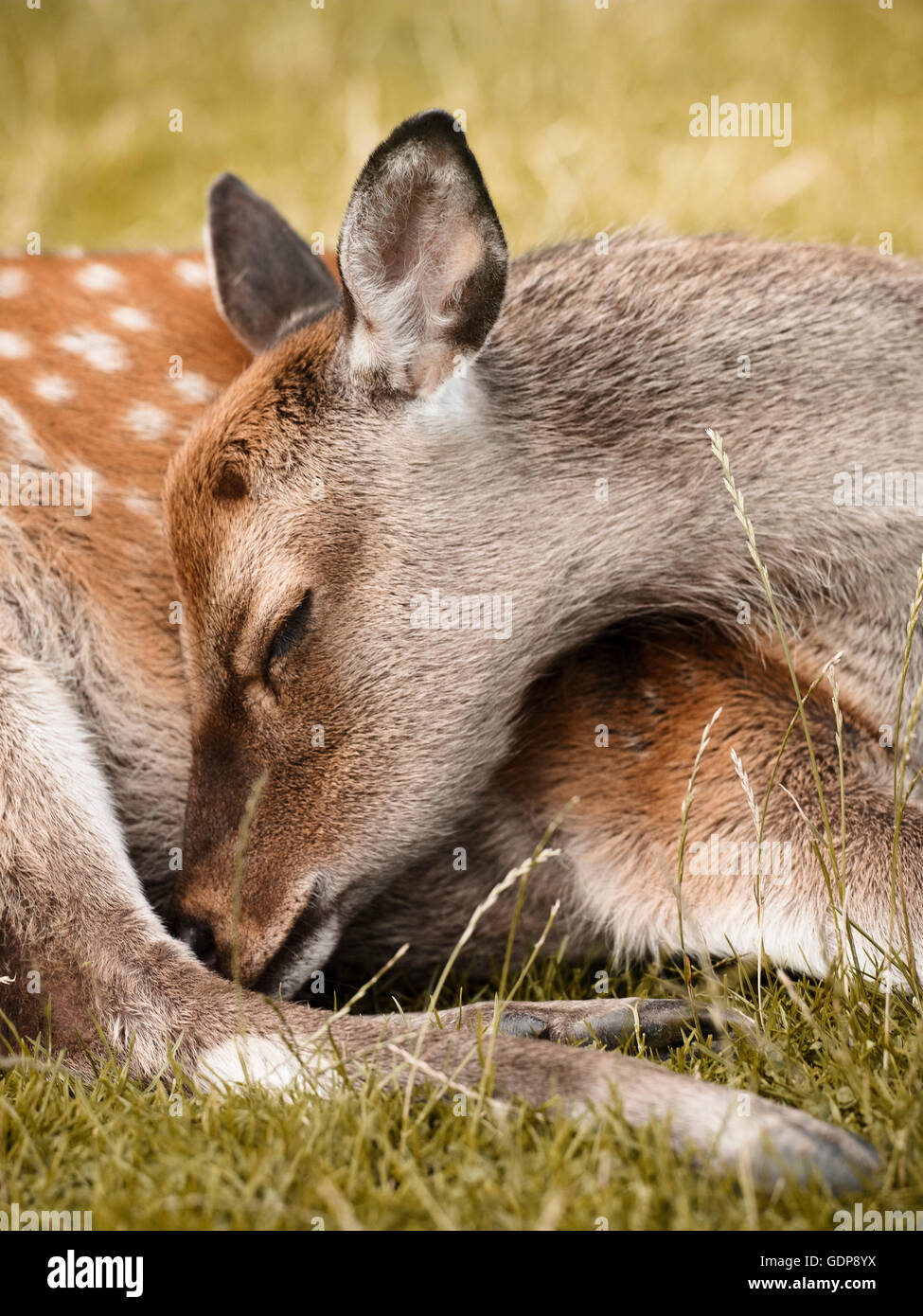 Rehe Schlafen Close Up Aarhus Danemark Stockfoto Bild
