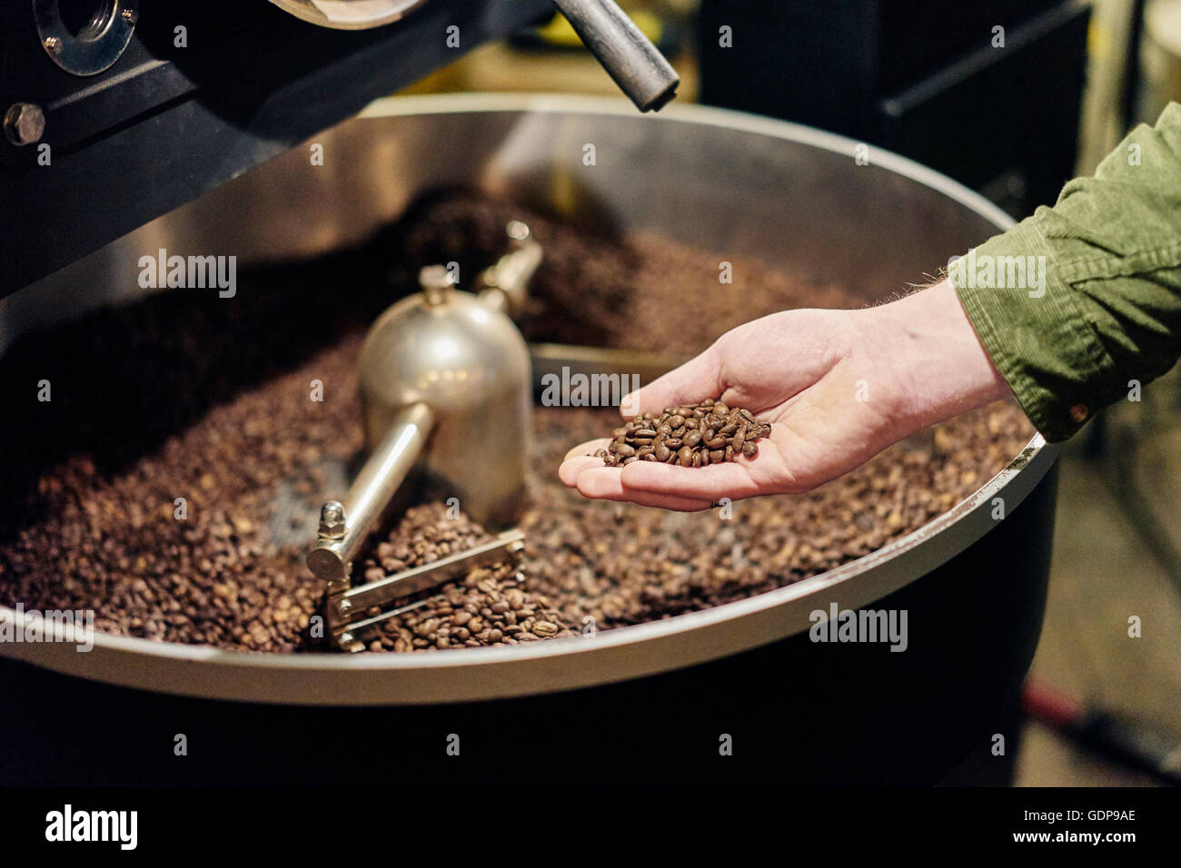 Mannes Hand mit Kaffeebohnen aus Röster Stockfoto
