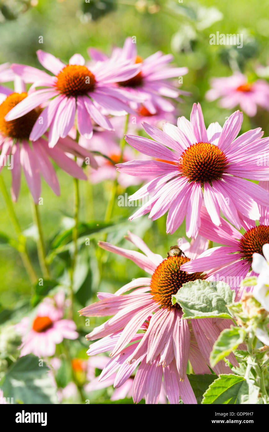 Nahaufnahme von Echinacea rosa Blumen Stockfoto
