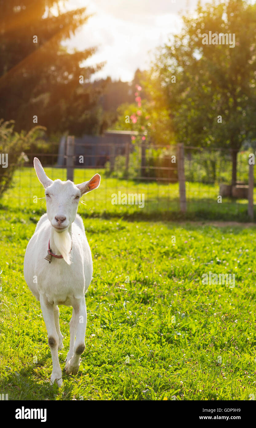 Neugierig weiße Ziege im Feld Stockfoto