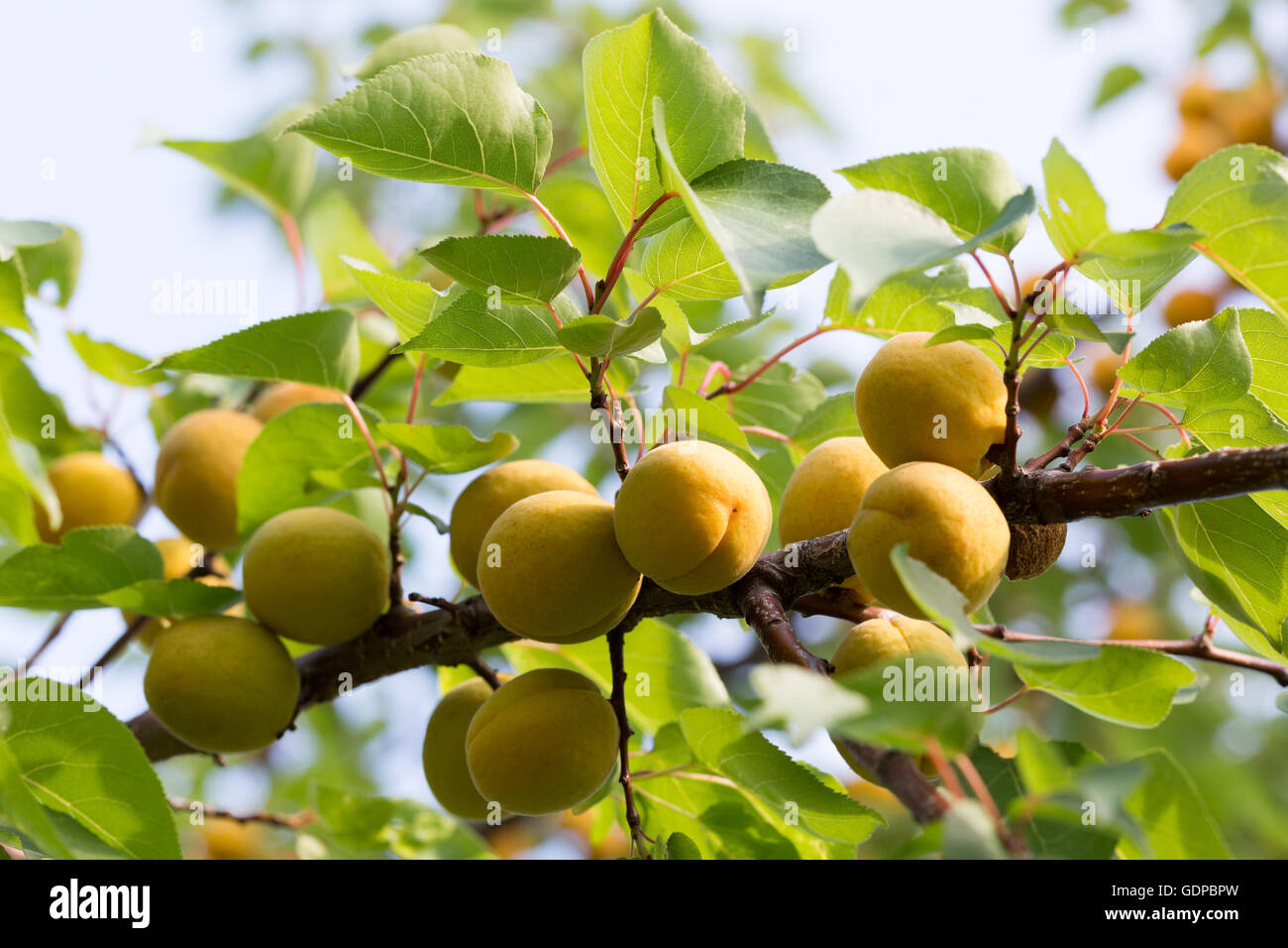 Aprikosen auf dem Baum. Stockfoto
