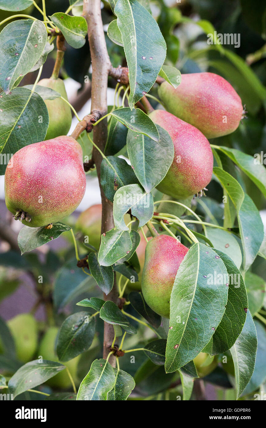 Birnen am Baum. Stockfoto