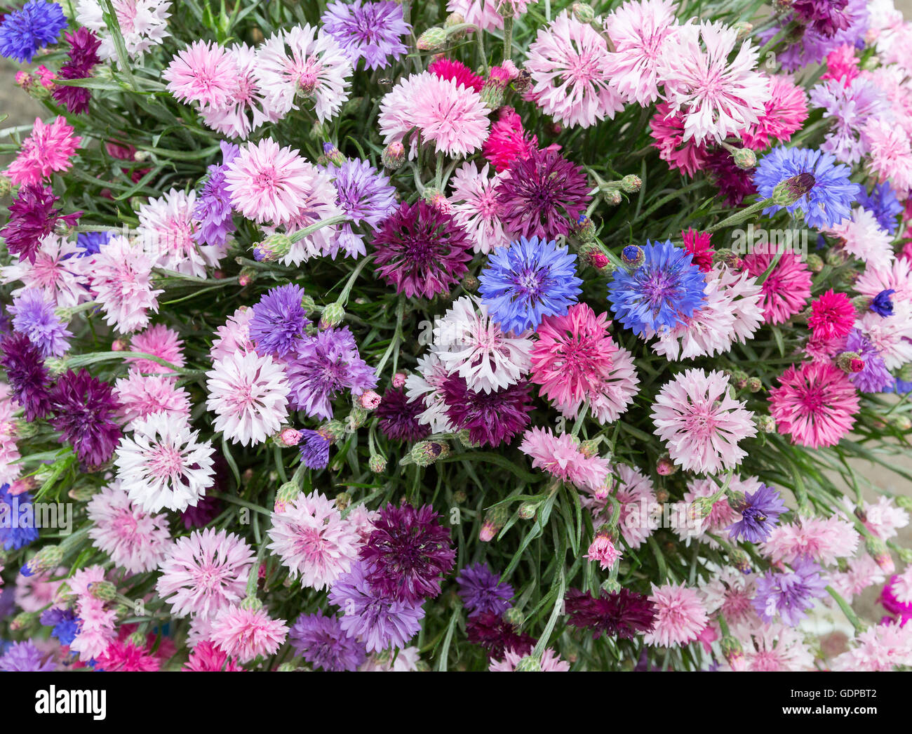 Nahaufnahme von Blumenstrauß. Stockfoto