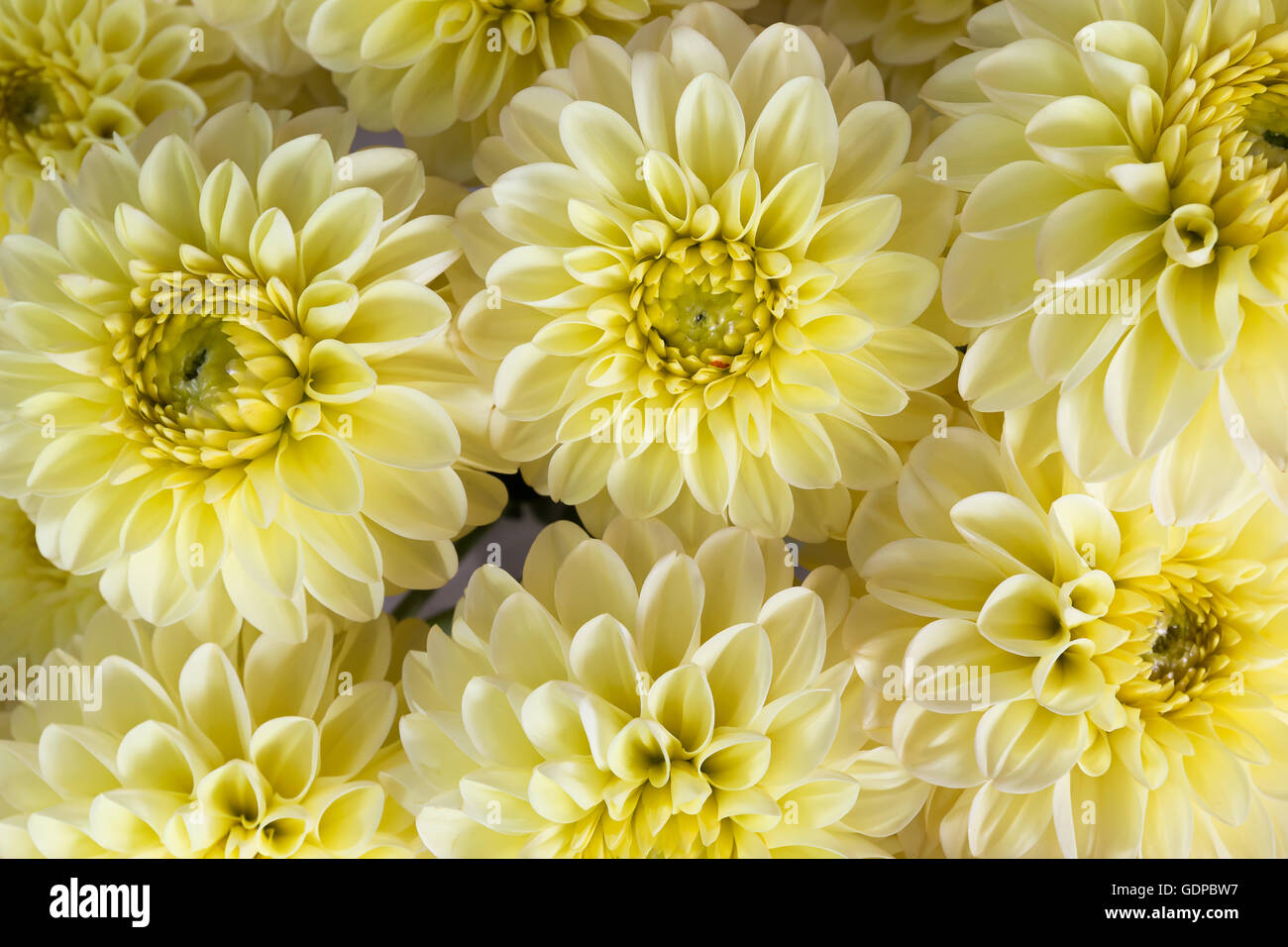 Nahaufnahme von Bouquet von gelben Blüten. Stockfoto