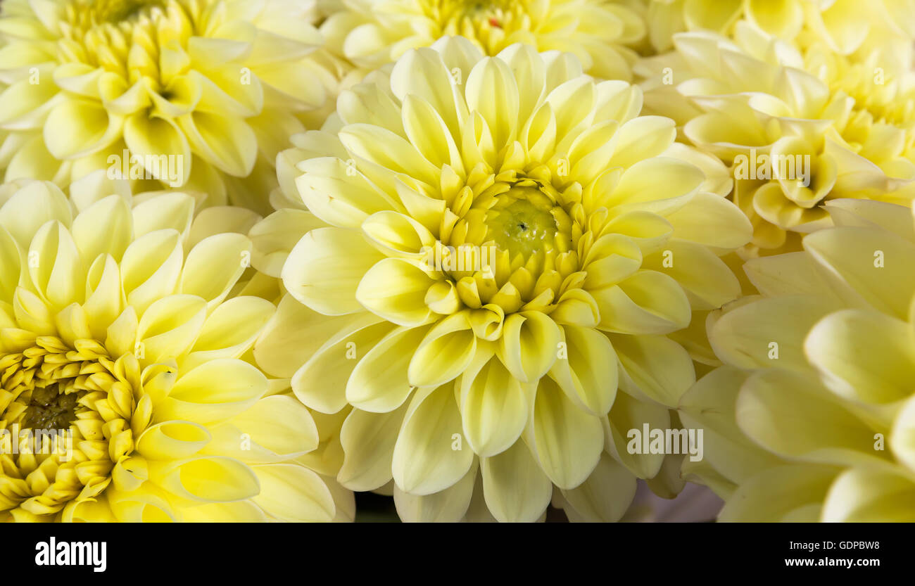 Nahaufnahme von Bouquet von gelben Blüten. Stockfoto