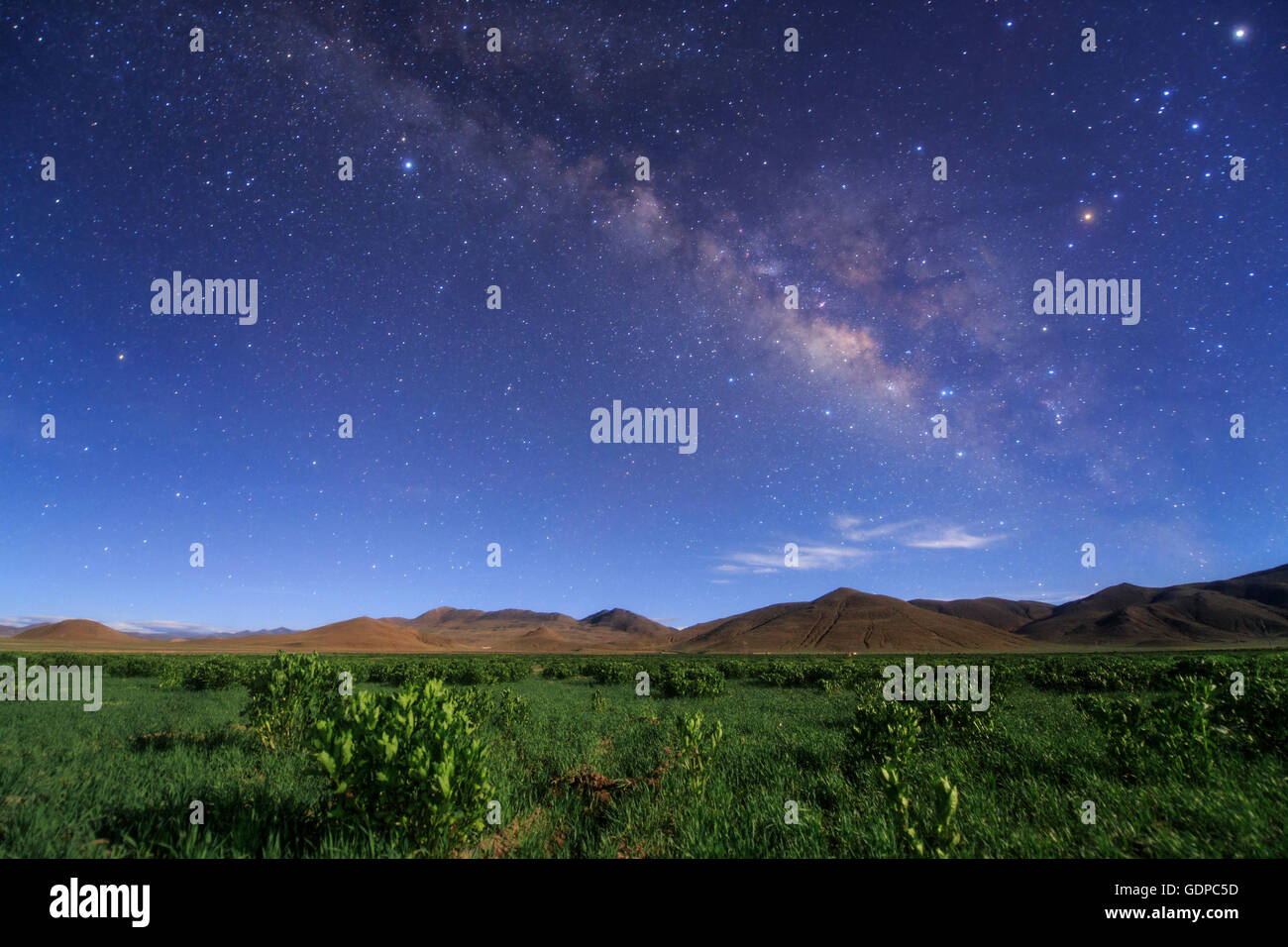 Die Milchstraße erscheint über einem Feld schalenlosen Gerste in Tibet, China. Stockfoto