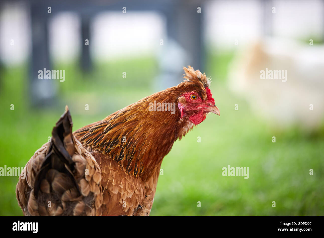 Braune Henne auf dem grünen Rasen des Bauernhofes Stockfoto