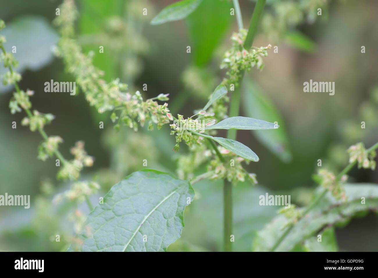 Früchte und Blätter von der Dooryard dock (Rumex Longifolius), eine mehrjährige Pflanze, die in Europa heimisch. Stockfoto