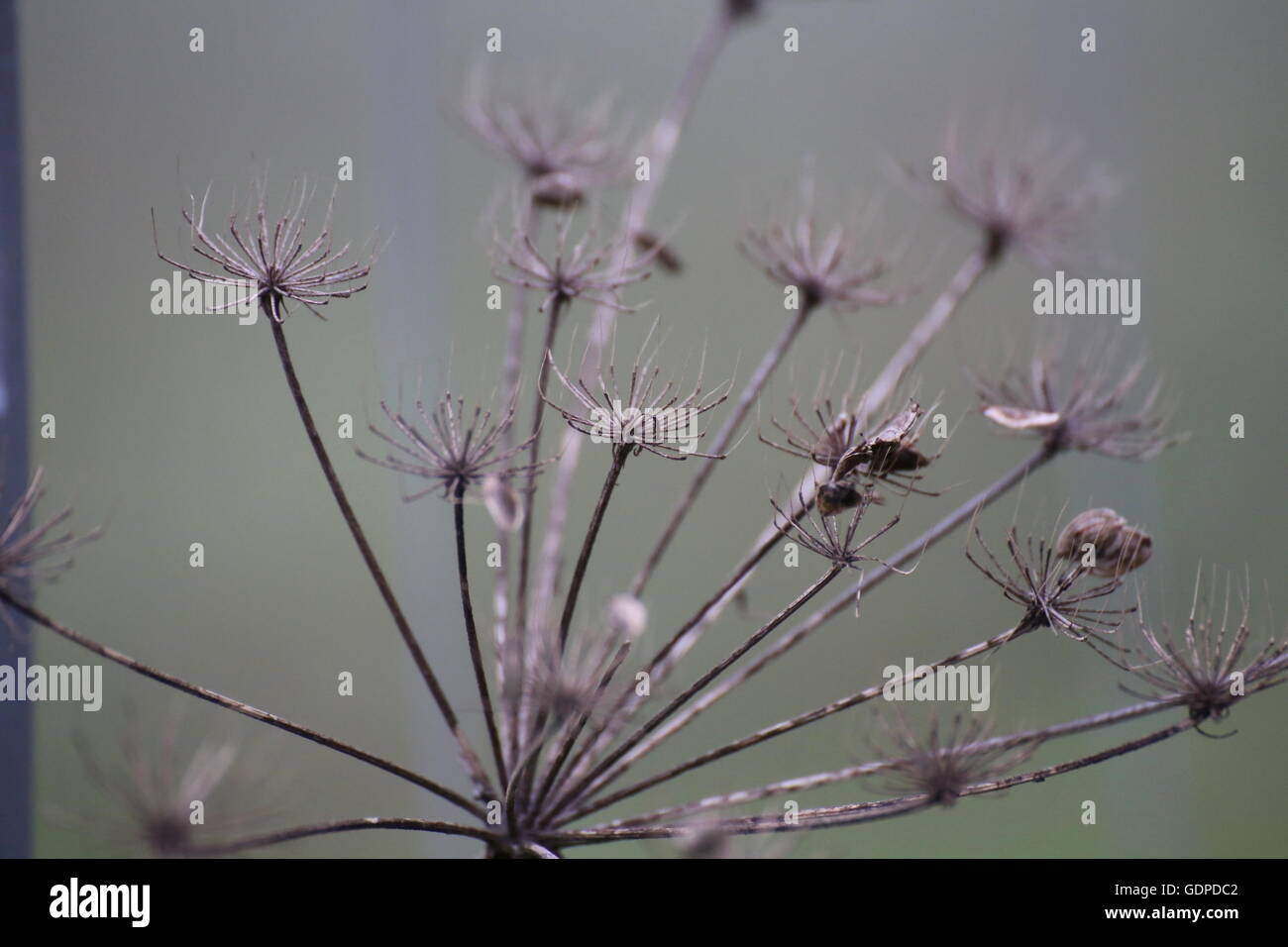 Dolde im Herbst Samen trägt. Stockfoto