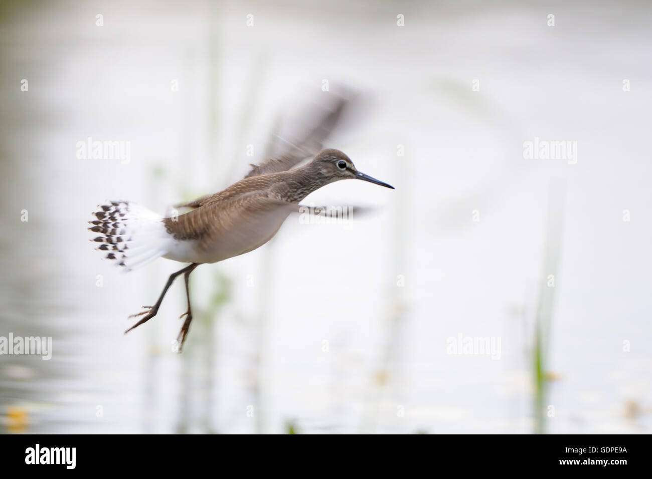 Bruchwasserläufer (Tringa Glareola) über dem Wasser fliegen. Stockfoto