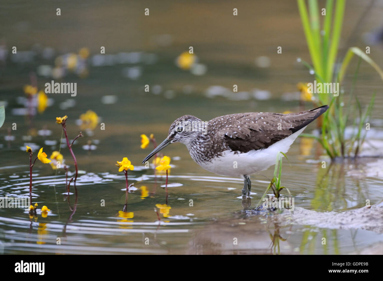 Bruchwasserläufer (Tringa Glareola) am Ufer des Flusses unter Wasserblumen Stockfoto